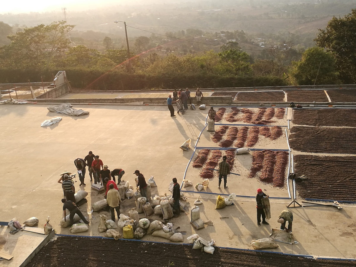 Processed coffee being spread out to dry on concrete patios at the San Patricio mill