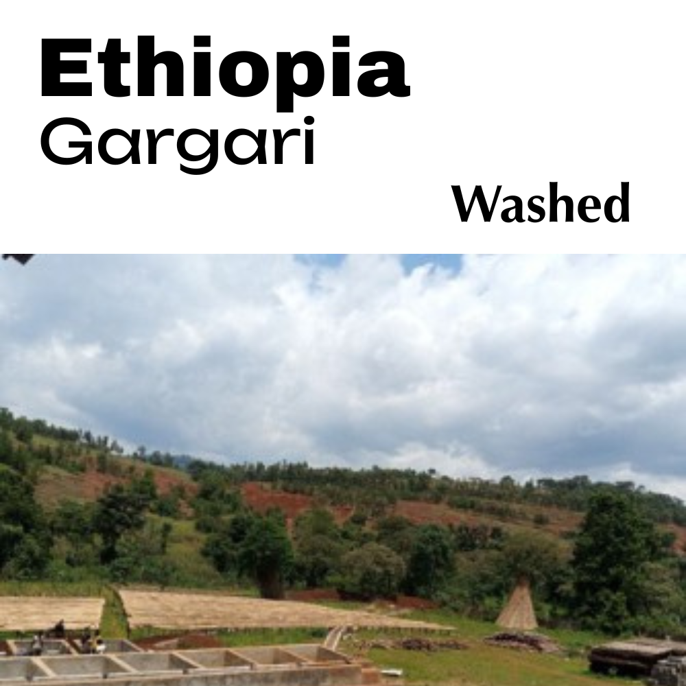 M Coffee Ethiopia Gargari - Washed