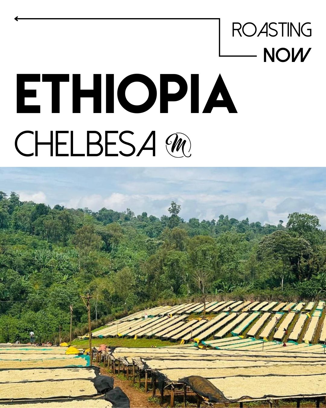 Meebz Coffee Ethiopia Chelbesa - Natural