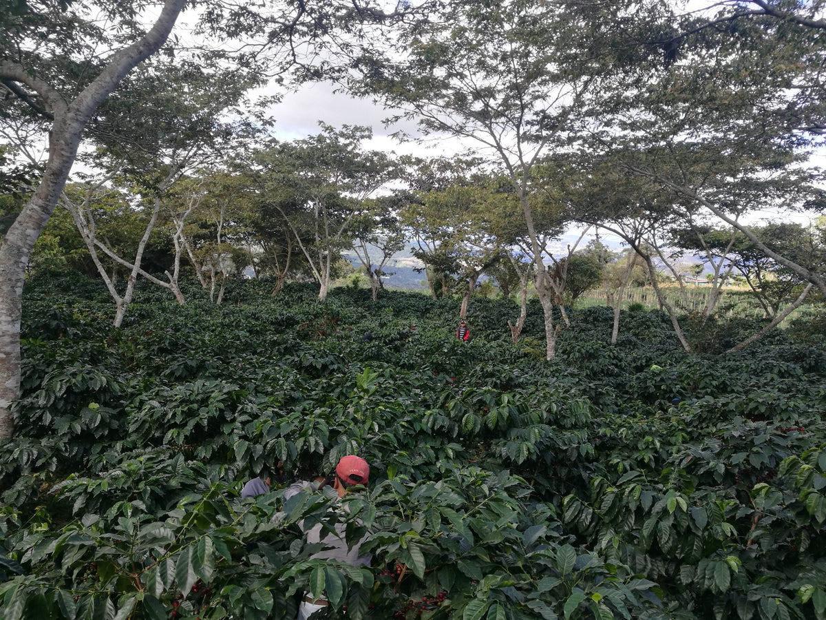Coffee growing at El Limón in Palencia, Guatemala