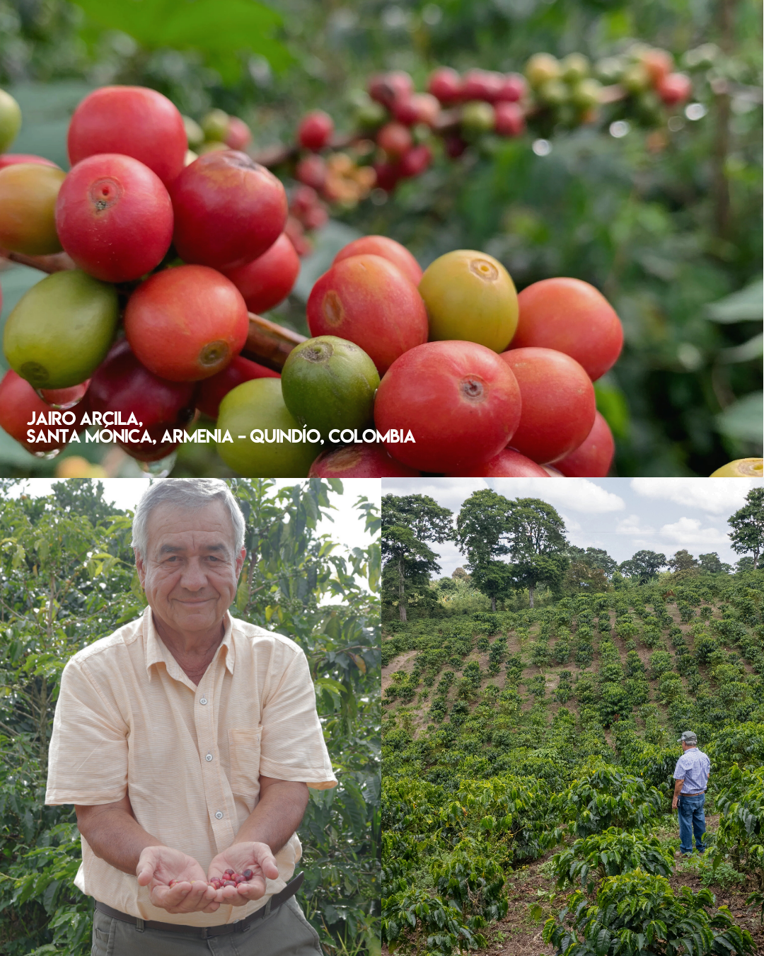 Meebz Coffee Colombia Jairo Arcila - Honey Rainbow Specialty Decaf