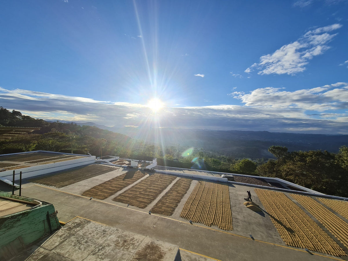 Processed coffee spread out drying on concrete patios at the San Patricio mill