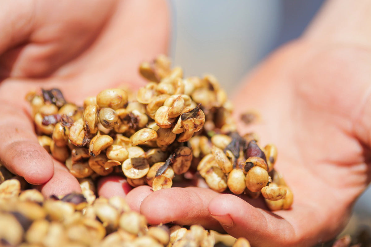 Society Coffee Brazil Single Origin - Mario Cezar Ferrari