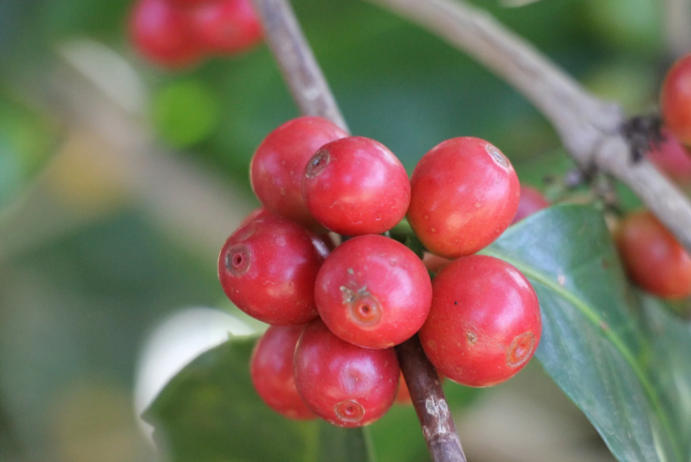 Society Coffee Brazil Coffee Exotic Selection - "Gabriel De Carvalho" Arara Natural