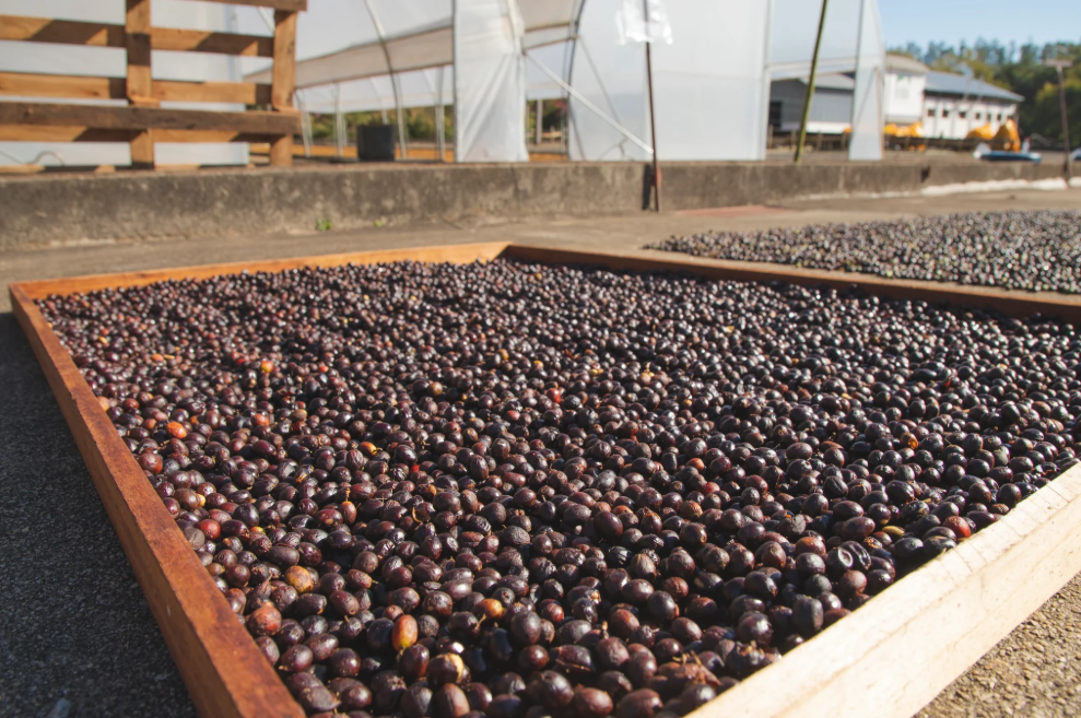 Society Coffee Brazil Coffee Exotic Selection - "Gabriel De Carvalho" Arara Natural