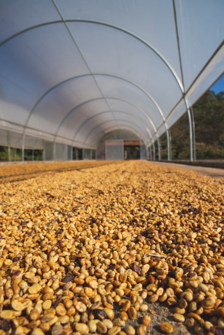 Society Coffee Brazil Coffee Exotic Selection - "Gabriel De Carvalho" Arara Natural