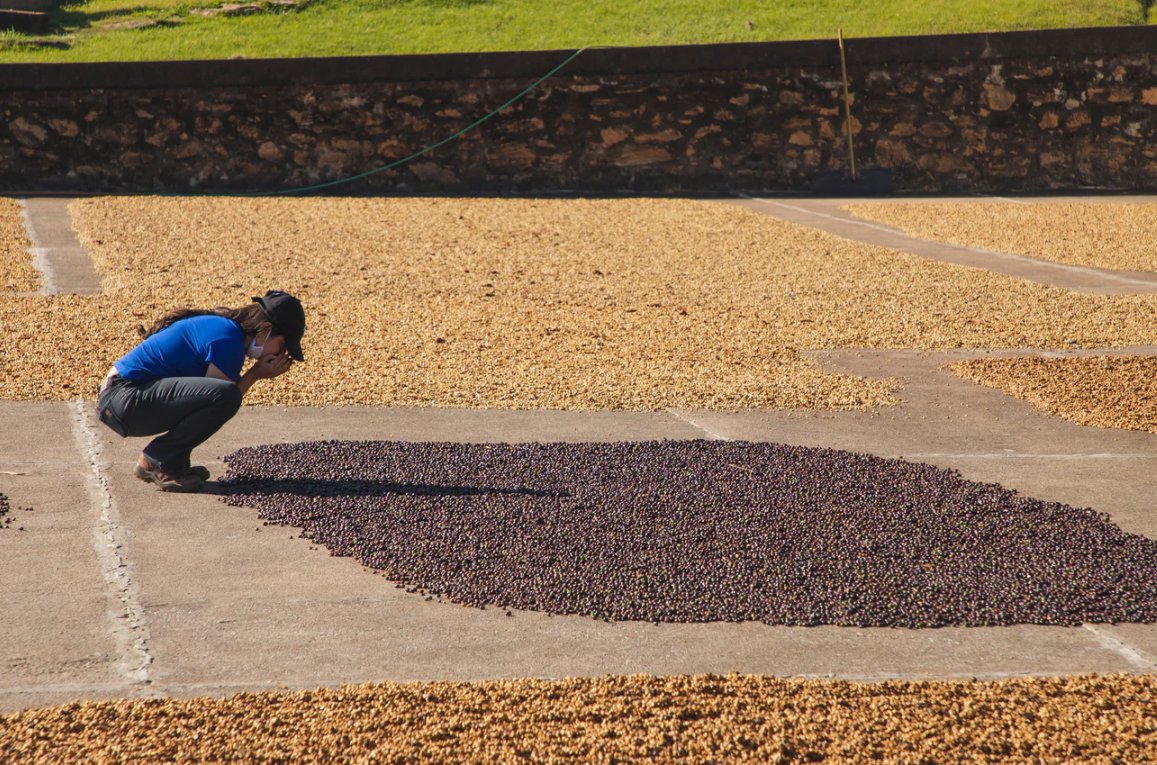 Society Coffee Brazil Coffee Exotic Selection - "Gabriel De Carvalho" Arara Natural