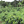 Society Coffee Colombia Coffee Competition Coffee- Villa Betulia Ombligon Washed