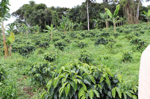 Society Coffee Colombia Coffee Competition Coffee- Villa Betulia Ombligon Washed