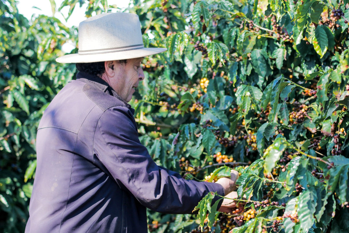 Society Coffee Brazil Single Origin - Mario Cezar Ferrari