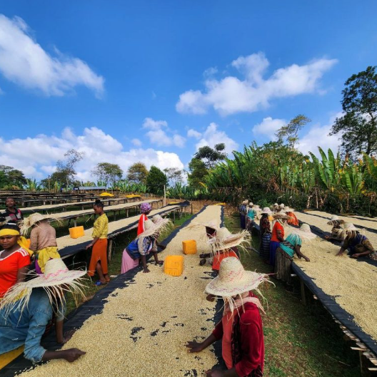 Society Coffee Ethiopia Single Origin-  Yirgacheffe Banko Taratu