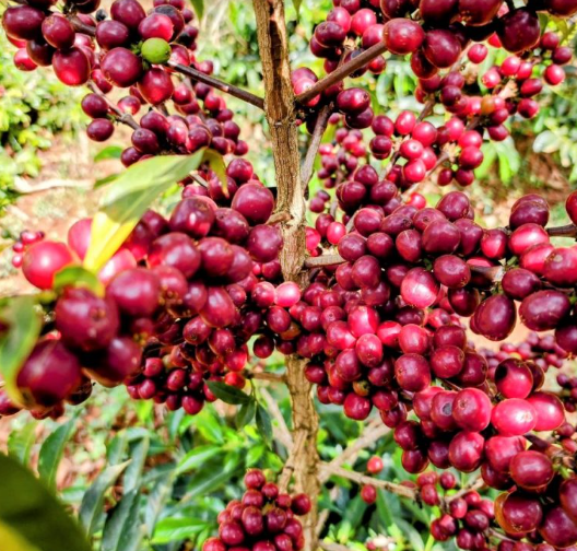 Society Coffee Ethiopia Single Origin-  Yirgacheffe Banko Taratu