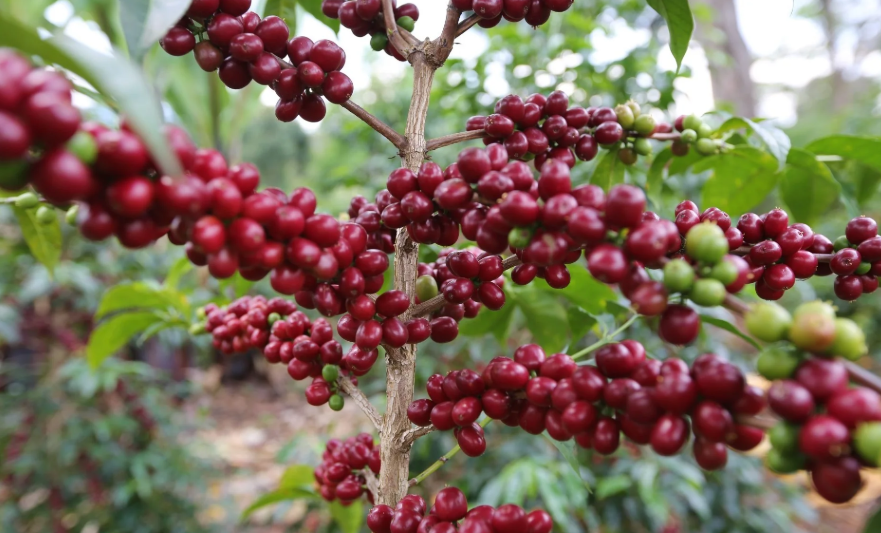 Society Coffee Ethiopia Single Origin-  Yirgacheffe Banko Taratu