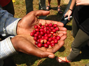 Society Coffee Ethiopia Coffee Single Origin - Ethiopia Anbessa Reserved Heirloom Natural