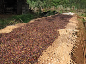 Society Coffee Ethiopia Coffee Single Origin - Ethiopia Anbessa Reserved Heirloom Natural