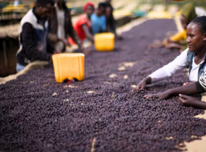 Society Coffee Ethiopia Coffee Single Origin - Ethiopia Anbessa Reserved Heirloom Natural