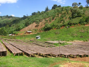 Society Coffee Ethiopia Coffee Single Origin - Ethiopia Anbessa Reserved Heirloom Natural