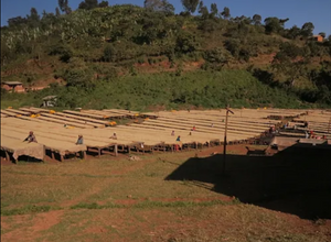 Society Coffee Ethiopia Coffee Single Origin - Ethiopia Anbessa Reserved Heirloom Natural