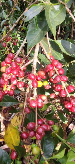 Society Coffee Ethiopia Coffee Exotic Selection - Danche Red Honey