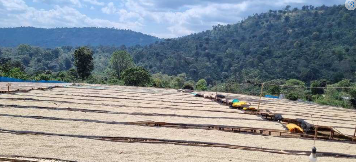 Society Coffee Ethiopia Coffee Exotic Selection - Danche Red Honey