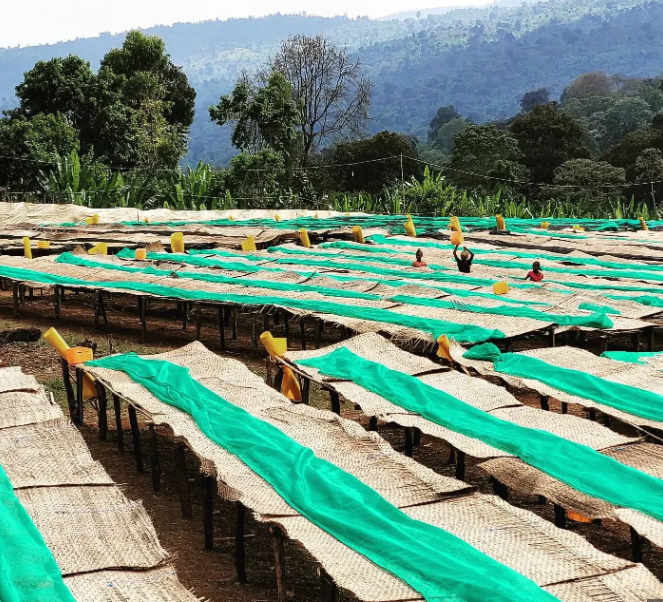 Society Coffee Ethiopia Coffee Exotic Selection - Danche Red Honey