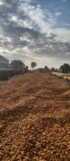 Society Coffee Ethiopia Coffee Exotic Selection - Danche Red Honey