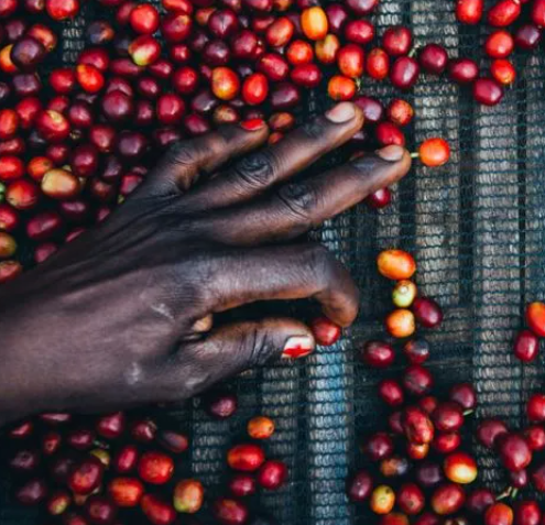 Society Coffee Ethiopia Coffee Single Origin - Konga Natural G1