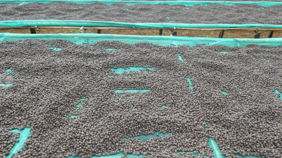 Society Coffee Ethiopia Coffee Single Origin - Konga Natural G1