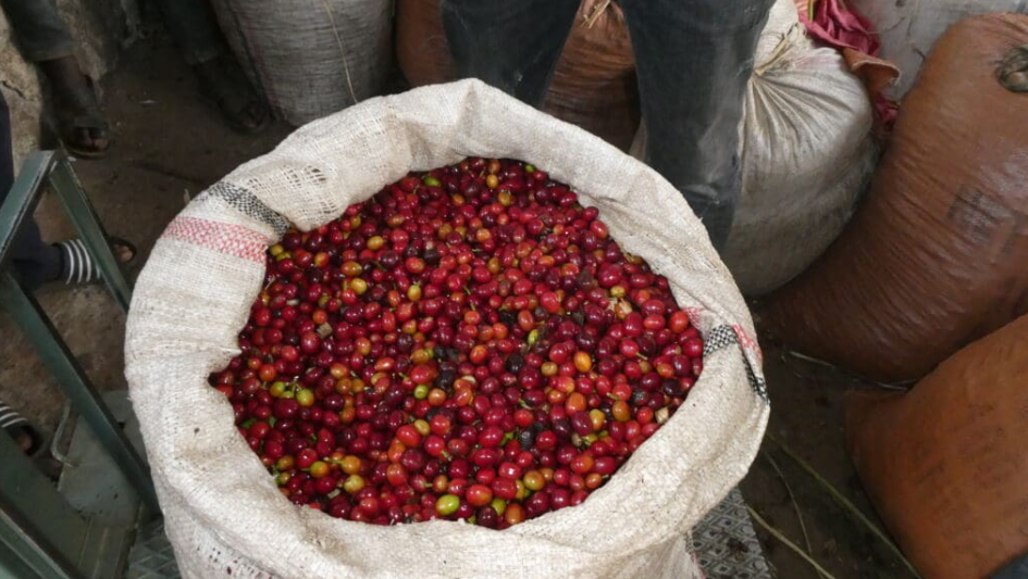 Society Coffee Ethiopia Coffee Single Origin - Konga Natural G1