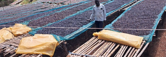 Meebz Coffee Ethiopia Gargari - Natural Berry | Berry Blast