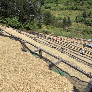 Flight Coffee Rwanda - Gisheke - Natural