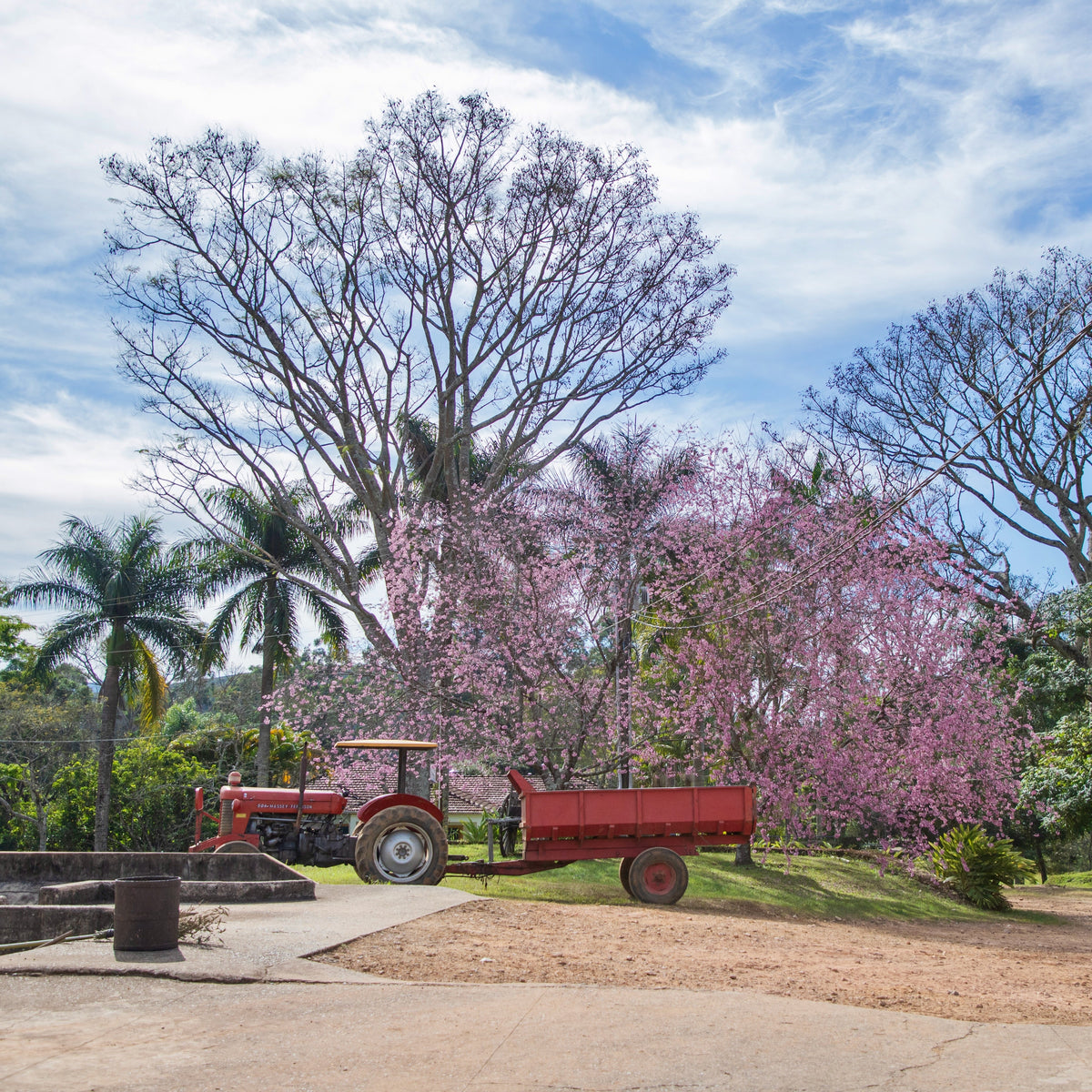 Ozone Coffee Barreiro Natural