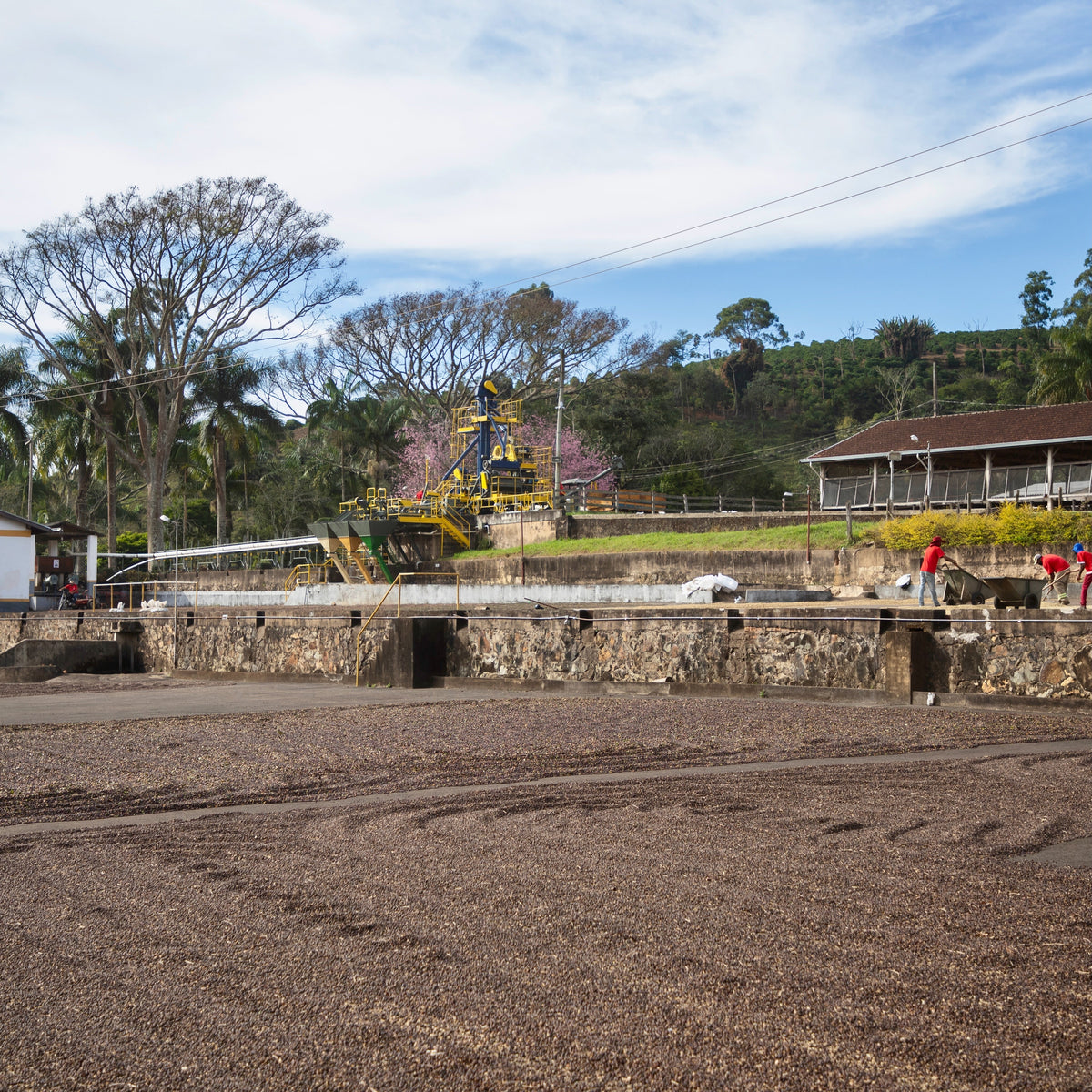 Ozone Coffee Barreiro Natural