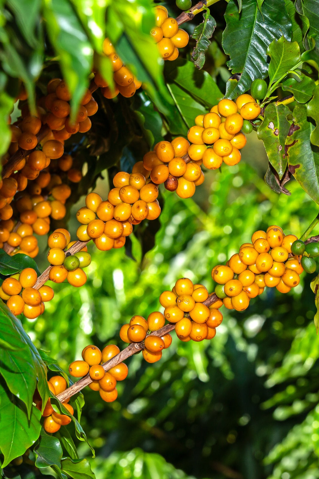 Society Coffee Brazil Single Origin - Mario Cezar Ferrari