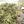 Society Coffee Indonesia Coffee Exotic Selection -  Barokah Kerinci Natural