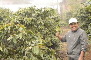 Society Coffee Indonesia Coffee Exotic Selection -  Barokah Kerinci Natural