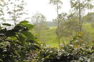 Society Coffee Indonesia Coffee Exotic Selection -  Barokah Kerinci Natural