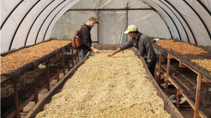 Society Coffee Indonesia Coffee Exotic Selection -  Barokah Kerinci Natural