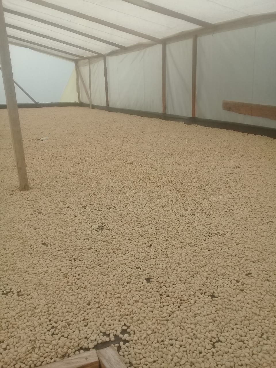 Meebz Coffee Colombia - Washed Catuai