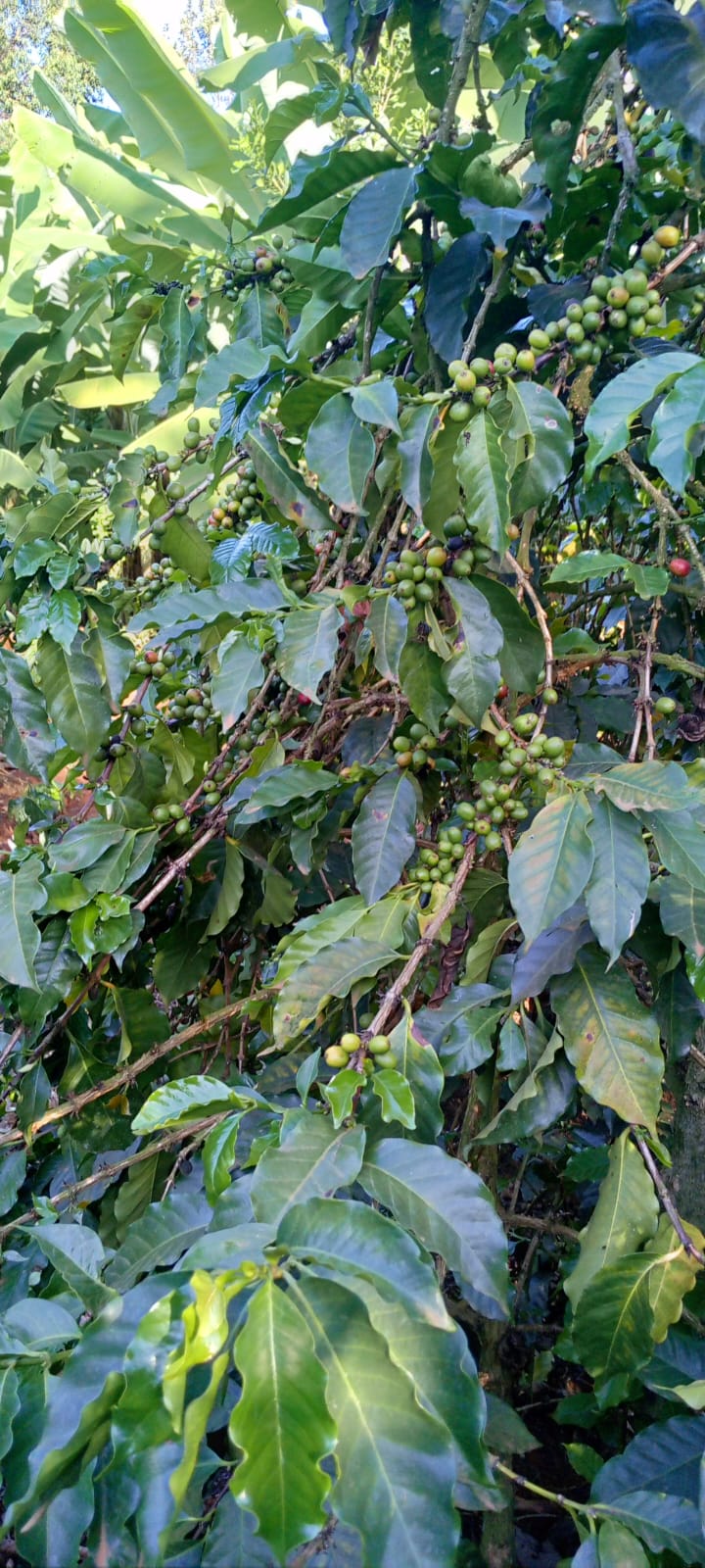 Society Coffee Kenya Coffee Single Origin-  Kenya Amurangi Nyambene AA Washed