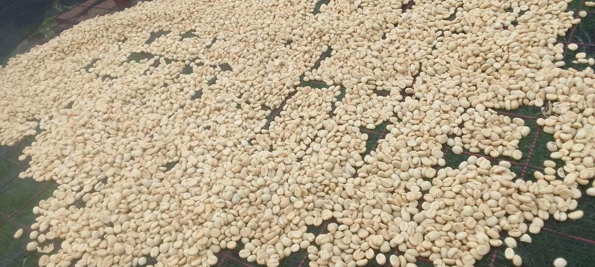 Society Coffee Kenya Coffee Single Origin-  Kenya Amurangi Nyambene AA Washed