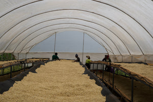 Meebz Coffee Kenya Adumu - Washed