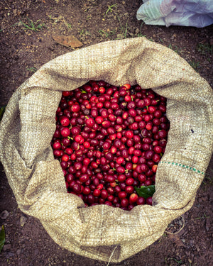 Society Coffee Colombia Coffee Competition Coffee- El Placer Special Anaerobic Honey Pink Bourbon