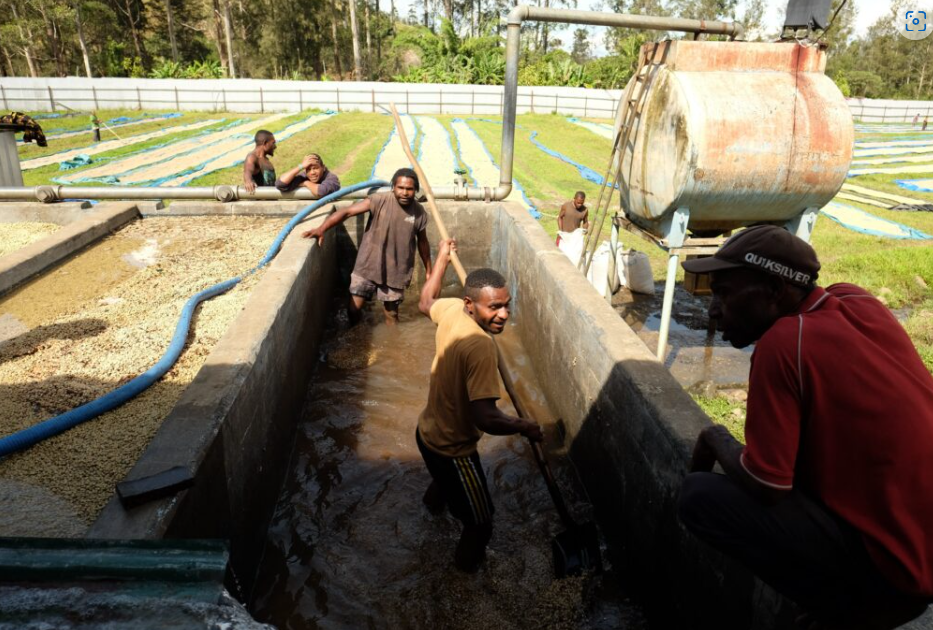 Papua New Guinea Coffee Single Origin - Lamari Washed