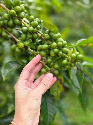 Society Coffee Panama coffee Competition Grade - El Pergamino Pink Bourbon Anaerobic Natural