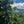 Society Coffee Panama coffee Competition Grade - El Pergamino Pink Bourbon Anaerobic Natural