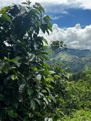 Society Coffee Panama coffee Competition Grade - El Pergamino Pink Bourbon Anaerobic Natural