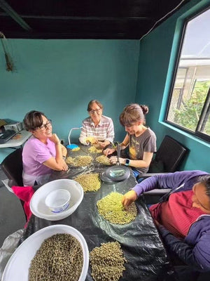 Society Coffee Panama coffee Competition Grade - El Pergamino Pink Bourbon Anaerobic Natural