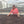Society Coffee Panama coffee Competition Grade - El Pergamino Pink Bourbon Anaerobic Natural