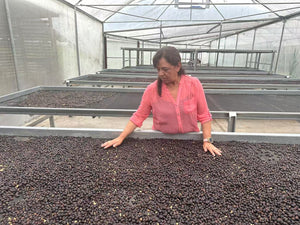Society Coffee Panama coffee Competition Grade - El Pergamino Pink Bourbon Anaerobic Natural
